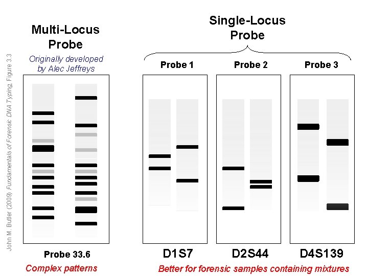 Single-Locus Probe John M. Butler (2009) Fundamentals of Forensic DNA Typing, Figure 3. 3 Single-Locus Probe John M. Butler (2009) Fundamentals of Forensic DNA Typing, Figure 3. 3