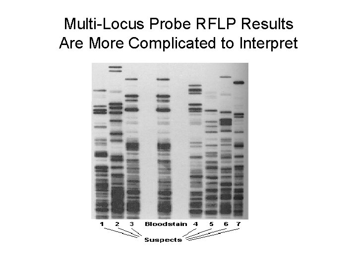 Multi-Locus Probe RFLP Results Are More Complicated to Interpret Multi-Locus Probe RFLP Results Are More Complicated to Interpret