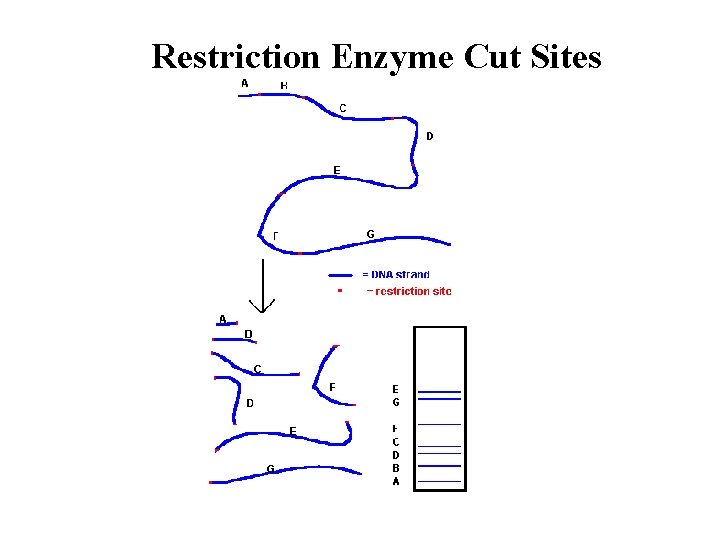 Restriction Enzyme Cut Sites Restriction Enzyme Cut Sites