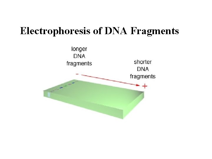 Electrophoresis of DNA Fragments Electrophoresis of DNA Fragments
