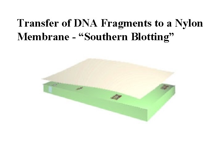 Transfer of DNA Fragments to a Nylon Membrane - “Southern Blotting” Transfer of DNA Fragments to a Nylon Membrane - “Southern Blotting”