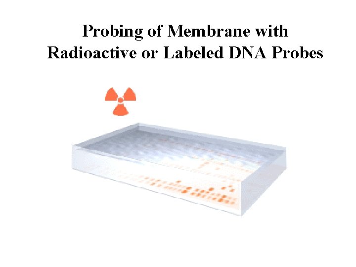Probing of Membrane with Radioactive or Labeled DNA Probes Probing of Membrane with Radioactive or Labeled DNA Probes