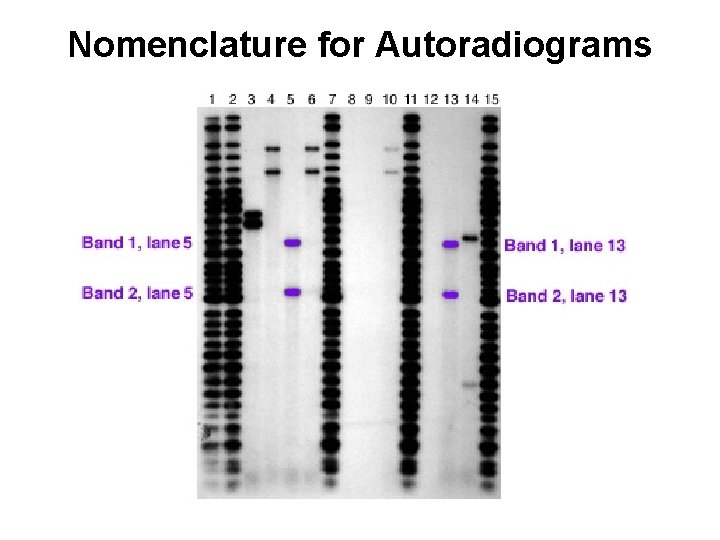 Nomenclature for Autoradiograms Nomenclature for Autoradiograms
