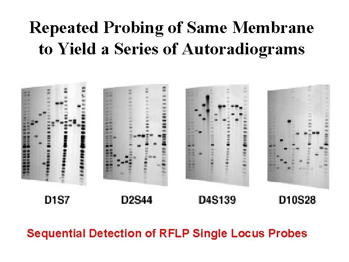 Repeated Probing of Same Membrane to Yield a Series of Autoradiograms Sequential Detection of Repeated Probing of Same Membrane to Yield a Series of Autoradiograms Sequential Detection of