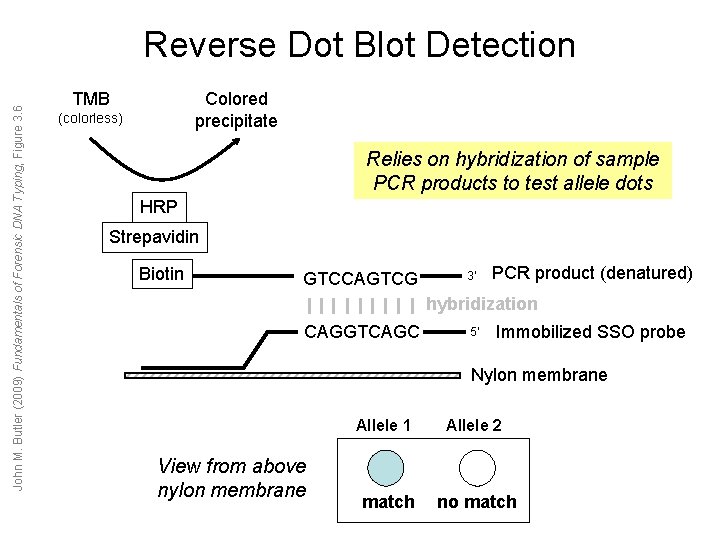 John M. Butler (2009) Fundamentals of Forensic DNA Typing, Figure 3. 6 Reverse Dot John M. Butler (2009) Fundamentals of Forensic DNA Typing, Figure 3. 6 Reverse Dot