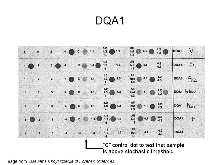 DQA 1 “C” control dot to test that sample is above stochastic threshold Image DQA 1 “C” control dot to test that sample is above stochastic threshold Image