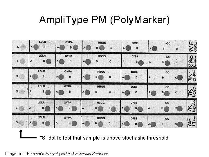 Ampli. Type PM (Poly. Marker) “S” dot to test that sample is above stochastic Ampli. Type PM (Poly. Marker) “S” dot to test that sample is above stochastic