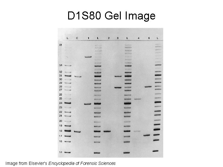 D 1 S 80 Gel Image from Elsevier’s Encyclopedia of Forensic Sciences D 1 S 80 Gel Image from Elsevier’s Encyclopedia of Forensic Sciences