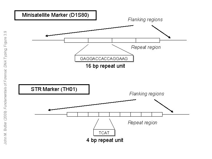 John M. Butler (2009) Fundamentals of Forensic DNA Typing, Figure 3. 9 Minisatellite Marker John M. Butler (2009) Fundamentals of Forensic DNA Typing, Figure 3. 9 Minisatellite Marker