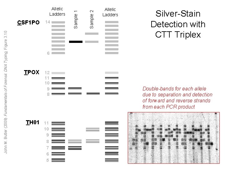 John M. Butler (2009) Fundamentals of Forensic DNA Typing, Figure 3. 10 14 Sample John M. Butler (2009) Fundamentals of Forensic DNA Typing, Figure 3. 10 14 Sample