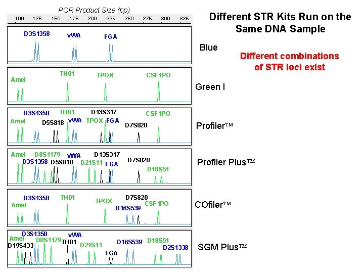 PCR Product Size (bp) D 3 S 1358 v. WA Different STR Kits Run PCR Product Size (bp) D 3 S 1358 v. WA Different STR Kits Run