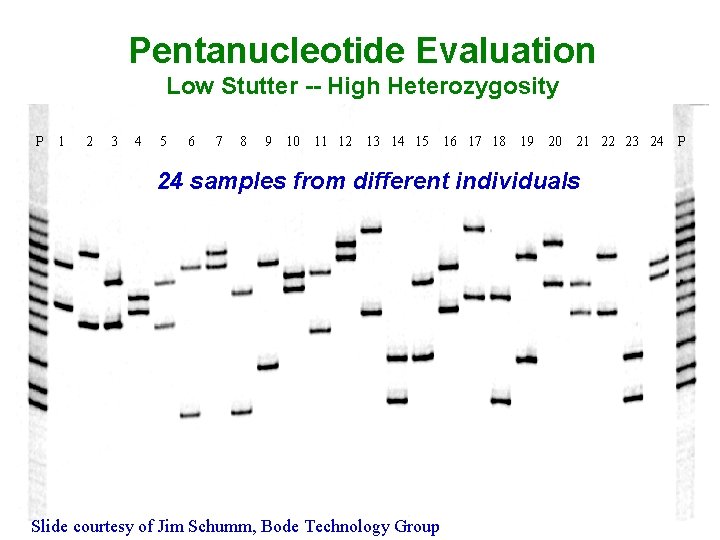 Pentanucleotide Evaluation Low Stutter -- High Heterozygosity P 1 2 3 4 5 6 Pentanucleotide Evaluation Low Stutter -- High Heterozygosity P 1 2 3 4 5 6