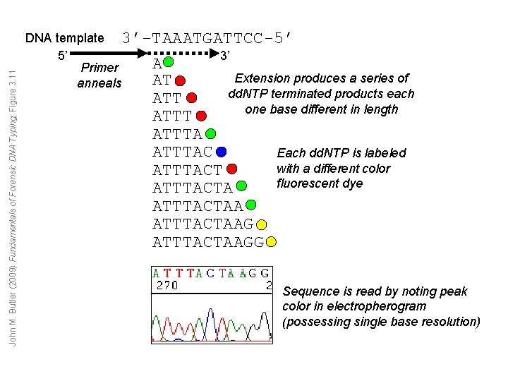 John M. Butler (2009) Fundamentals of Forensic DNA Typing, Figure 3. 11 DNA template John M. Butler (2009) Fundamentals of Forensic DNA Typing, Figure 3. 11 DNA template