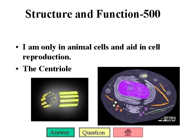 Structure and Function-500 • I am only in animal cells and aid in cell