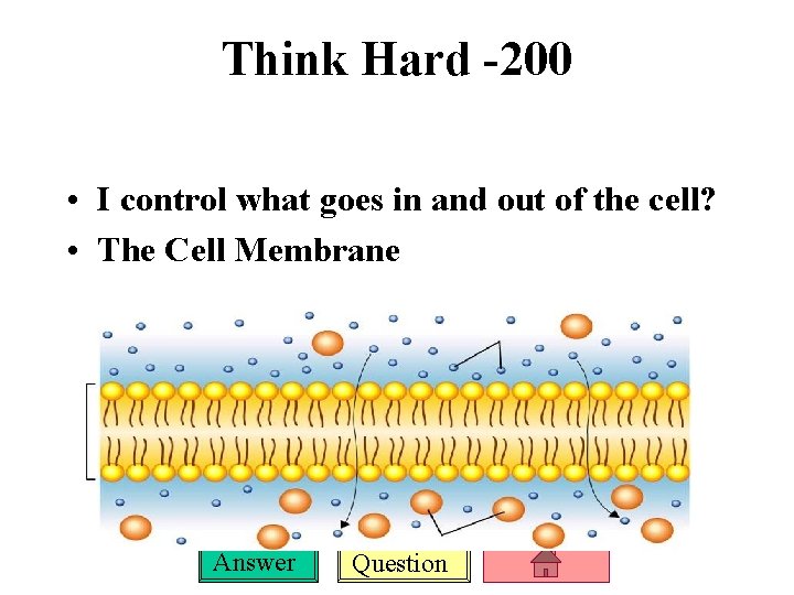 Think Hard -200 • I control what goes in and out of the cell?