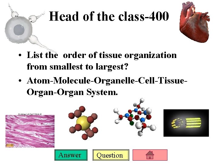 Head of the class-400 • List the order of tissue organization from smallest to
