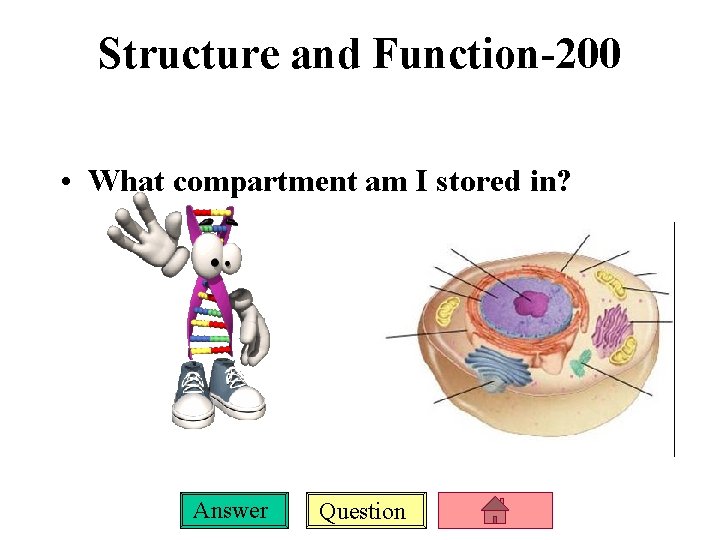 Structure and Function-200 • What compartment am I stored in? Answer Question 