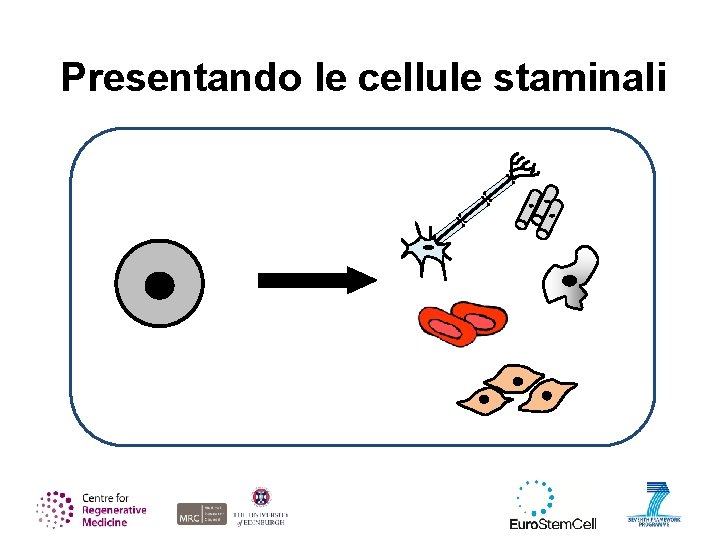 Presentando le cellule staminali 