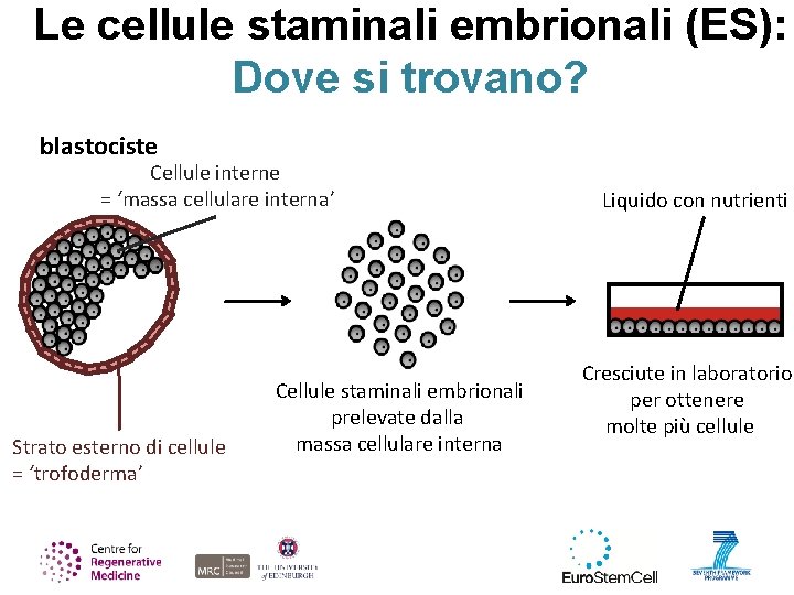 Le cellule staminali embrionali (ES): Dove si trovano? blastociste Cellule interne = ‘massa cellulare