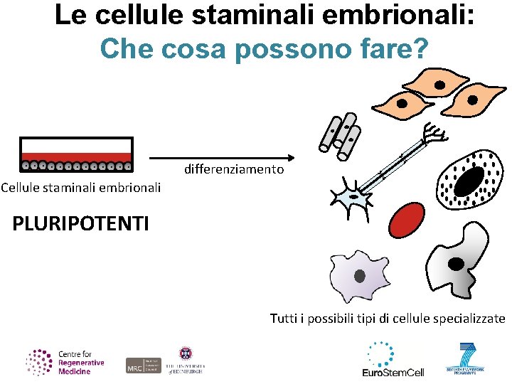 Le cellule staminali embrionali: Che cosa possono fare? differenziamento Cellule staminali embrionali PLURIPOTENTI Tutti