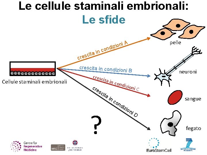 Le cellule staminali embrionali: Le sfide ni o i z i nd A pelle