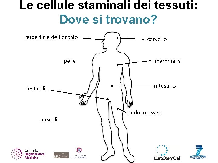 Le cellule staminali dei tessuti: Dove si trovano? superficie dell’occhio pelle testicoli muscoli cervello