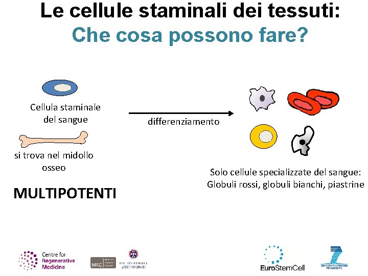 Le cellule staminali dei tessuti: Che cosa possono fare? Cellula staminale del sangue si