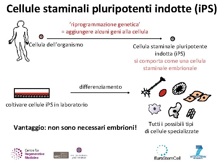 Cellule staminali pluripotenti indotte (i. PS) ‘riprogrammazione genetica’ = aggiungere alcuni geni alla cellula