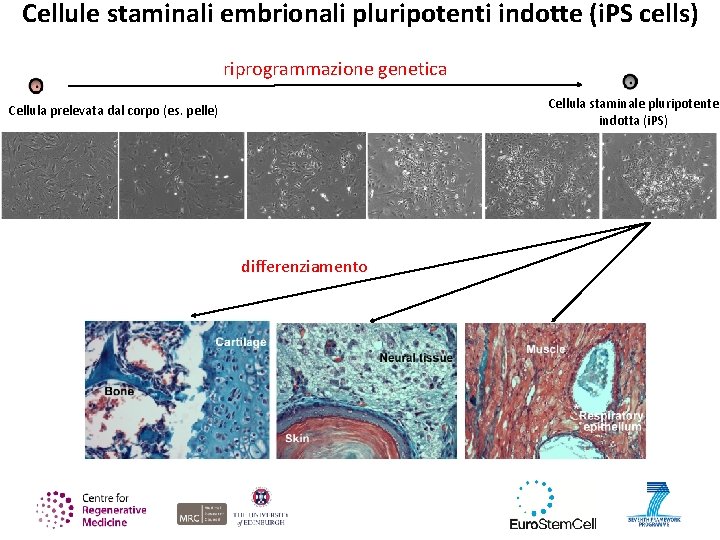 Cellule staminali embrionali pluripotenti indotte (i. PS cells) riprogrammazione genetica Cellula staminale pluripotente indotta