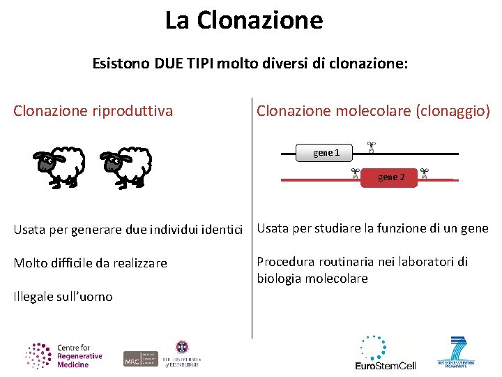 La Clonazione Esistono DUE TIPI molto diversi di clonazione: Clonazione riproduttiva Clonazione molecolare (clonaggio)
