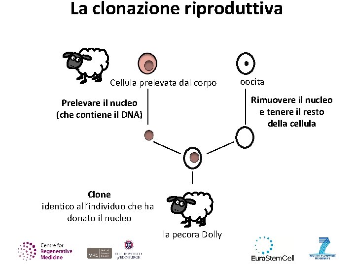 La clonazione riproduttiva Cellula prelevata dal corpo oocita Rimuovere il nucleo e tenere il