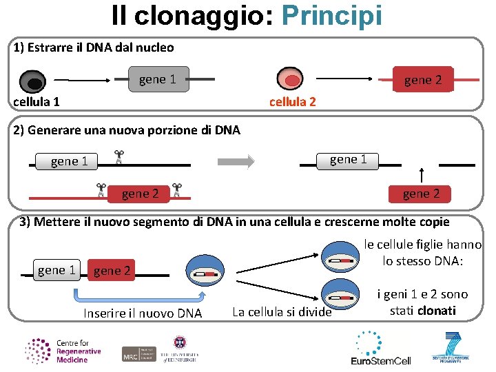 Il clonaggio: Principi 1) Estrarre il DNA dal nucleo gene 1 gene 2 cellula