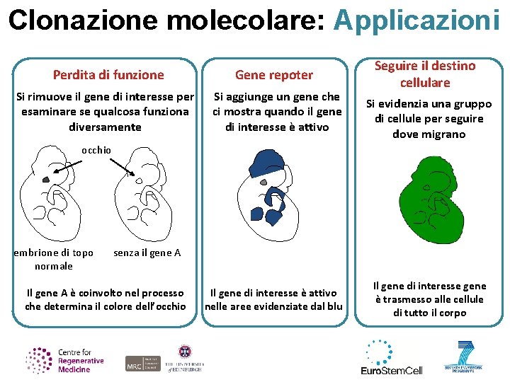 Clonazione molecolare: Applicazioni Perdita di funzione Gene repoter Si rimuove il gene di interesse