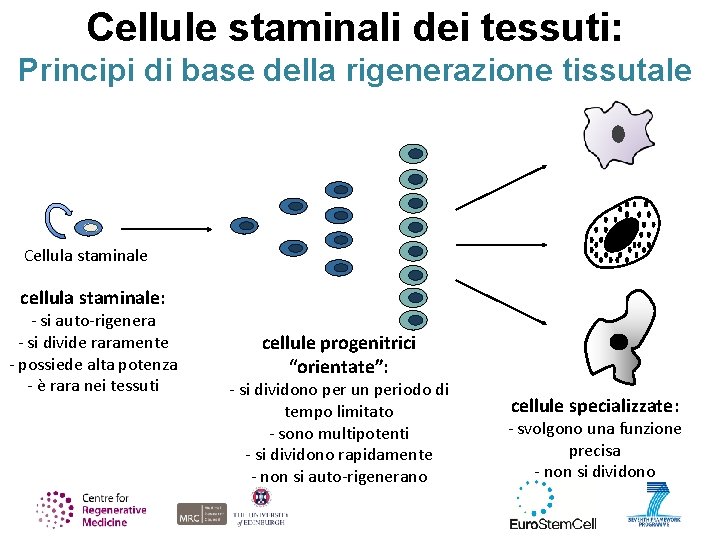 Cellule staminali dei tessuti: Principi di base della rigenerazione tissutale Cellula staminale cellula staminale: