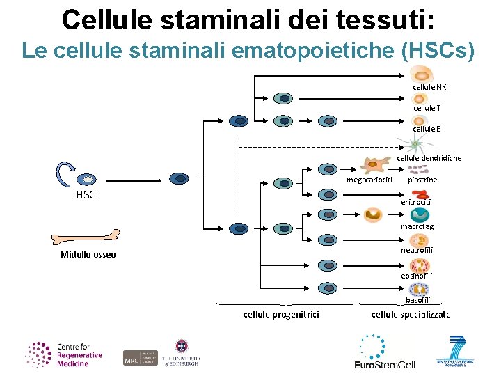 Cellule staminali dei tessuti: Le cellule staminali ematopoietiche (HSCs) cellule NK cellule T cellule