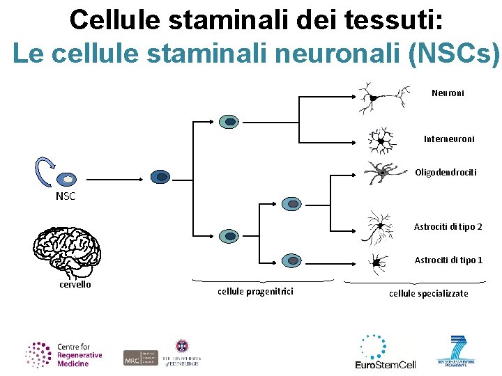 Cellule staminali dei tessuti: Le cellule staminali neuronali (NSCs) Neuroni Interneuroni Oligodendrociti NSC Astrociti