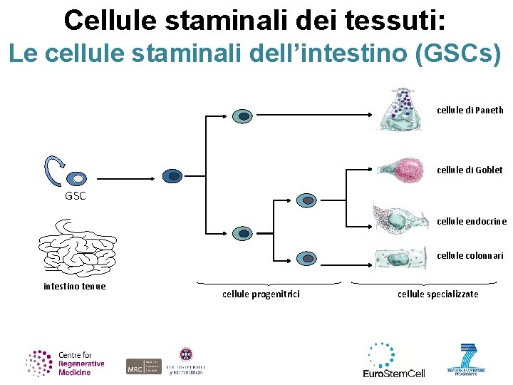 Cellule staminali dei tessuti: Le cellule staminali dell’intestino (GSCs) cellule di Paneth cellule di