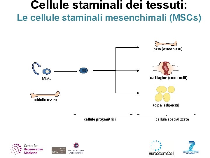 Cellule staminali dei tessuti: Le cellule staminali mesenchimali (MSCs) osso (osteoblasti) cartilagine (condrociti) MSC