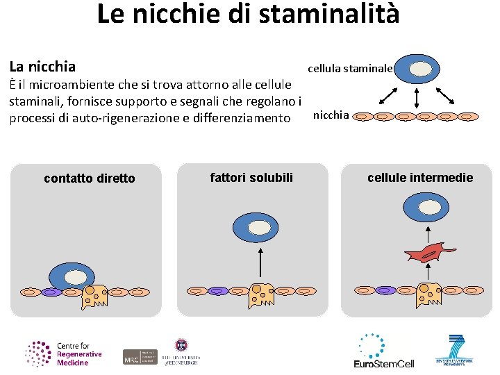 Le nicchie di staminalità La nicchia cellula staminale È il microambiente che si trova