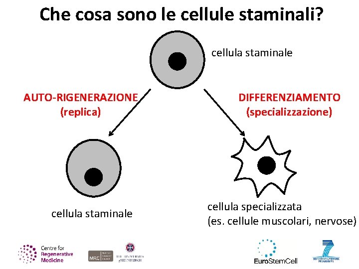 Che cosa sono le cellule staminali? cellula staminale AUTO-RIGENERAZIONE (replica) cellula staminale DIFFERENZIAMENTO (specializzazione)