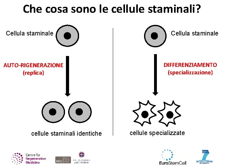 Che cosa sono le cellule staminali? Cellula staminale AUTO-RIGENERAZIONE (replica) cellule staminali identiche Cellula