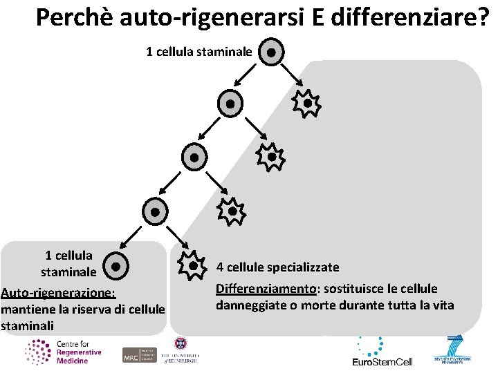 Perchè auto-rigenerarsi E differenziare? 1 cellula staminale Auto-rigenerazione: mantiene la riserva di cellule staminali