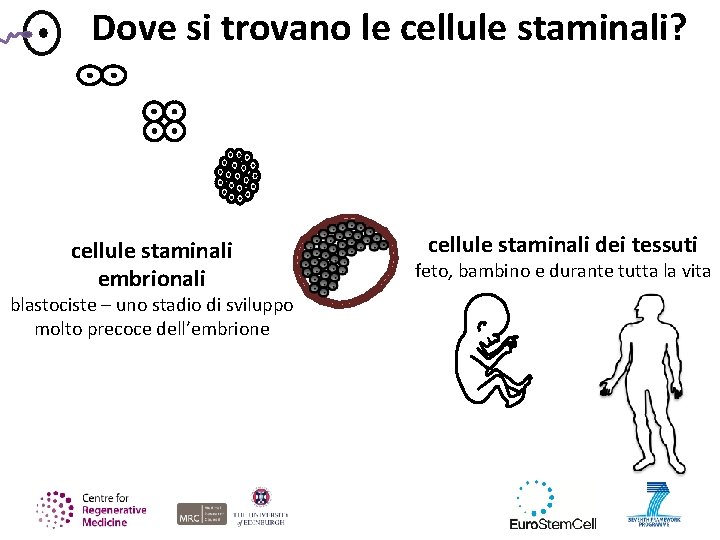 Dove si trovano le cellule staminali? cellule staminali embrionali blastociste – uno stadio di