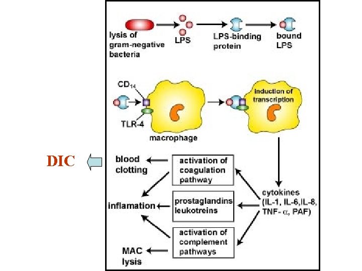 Ch 23 Microbial Diseases of the Cardiovascular and