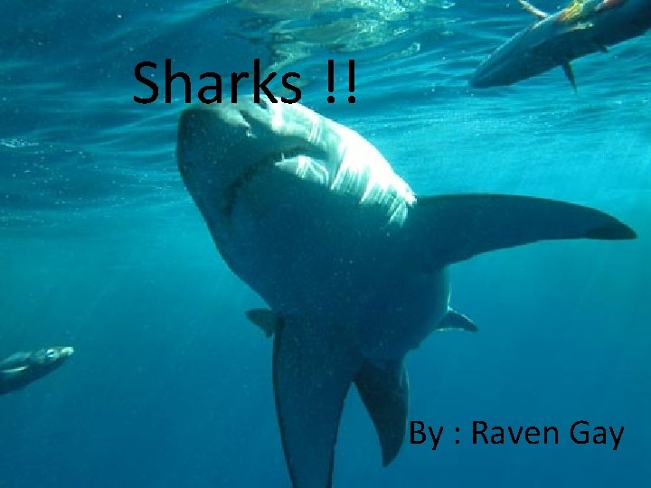 Sharks !! By : Raven Gay 