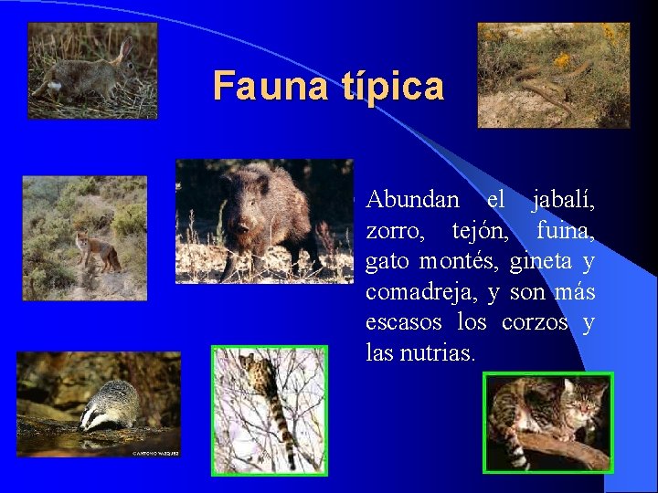 Fauna típica l Abundan el jabalí, zorro, tejón, fuina, gato montés, gineta y comadreja,