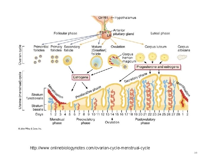 http: //www. onlinebiologynotes. com/ovarian-cycle-menstrual-cycle 10 