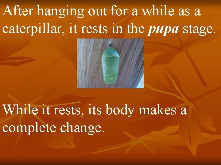 After hanging out for a while as a caterpillar, it rests in the pupa