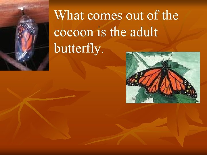 What comes out of the cocoon is the adult butterfly. 