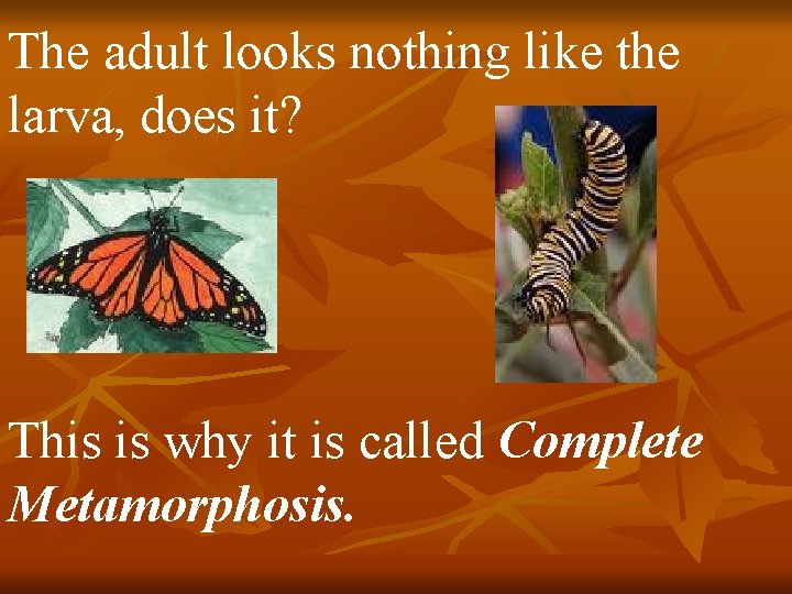 The adult looks nothing like the larva, does it? This is why it is